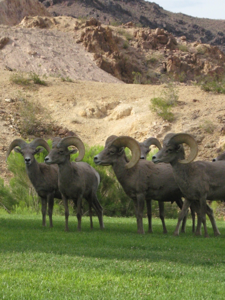 Desert Bighorn Sheep